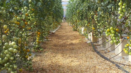 Early Detection of Plant Diseases for Seed Production