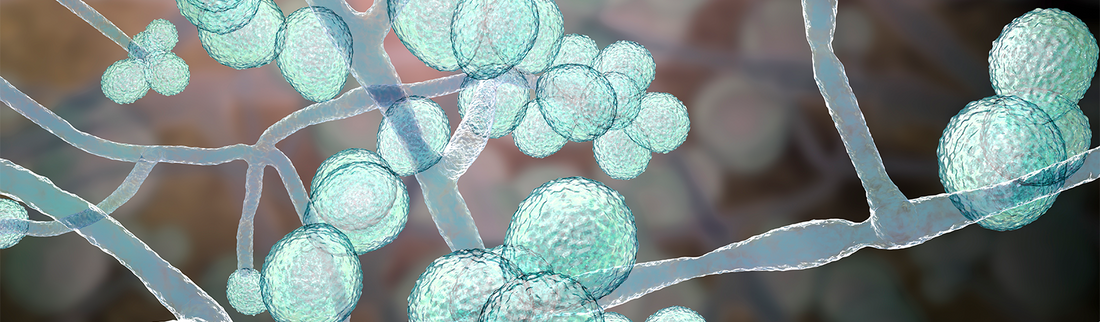 Concentrating Pipette™ used by Delaware PHL to Screen Wastewater for Candida Auris Infections