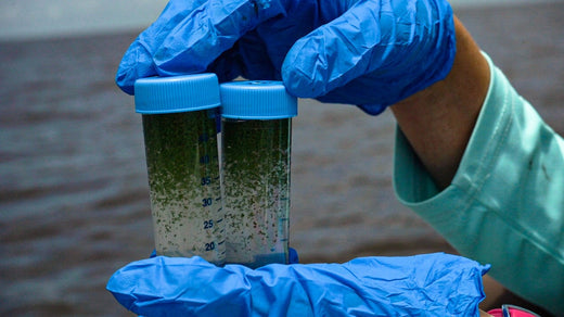 Harmful Algal Bloom Monitoring