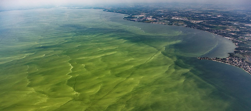 Aerosolized Cyanobacteria from Harmful Algal Blooms Collected by AirPrep™ Sampler