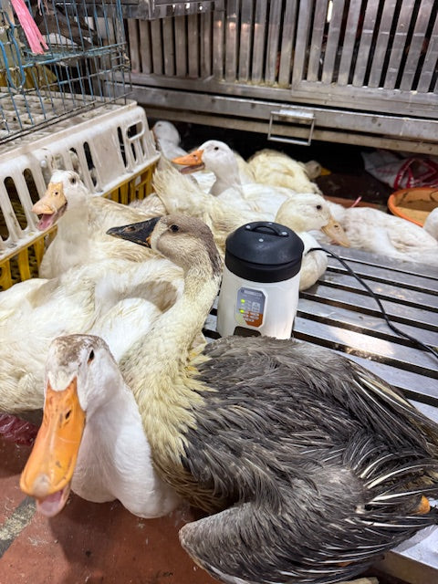 From Coop to Cave: Inside the High-tech Hunt for H5N1 and Disease X