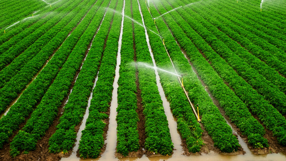 Concentration of CrAssphage, an Indicator of Norovirus in Irrigation Waters