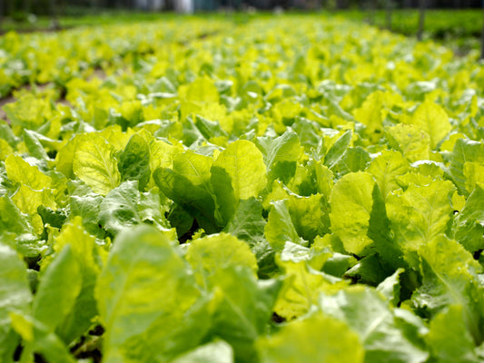 Rapid Concentration of Salmonella in Leafy Greens for Same-day Results