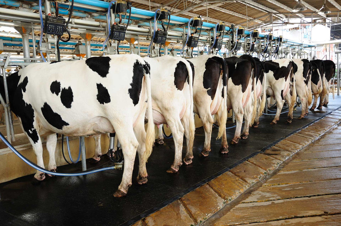 Airborne H5N1 Detected in Dairy Cow Study Using AirPrep™ Cub Samplers