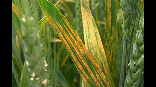 Sequencing Air for Crop Fungus